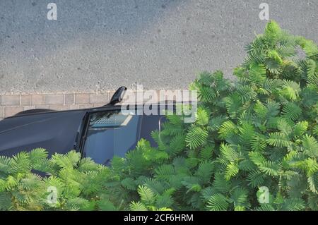 Städtischer Beton Dschungelbaum. Auto geparkt unter Smaragd und olivgrünen Baum, zeigt Spiegelung des Gebäudes im Fenster. Stockfoto