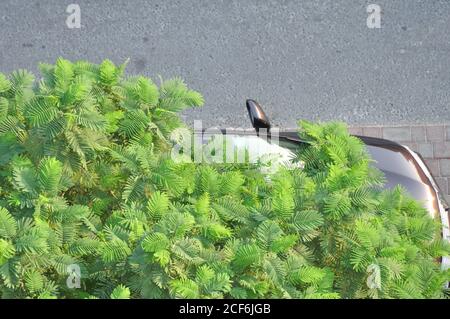 Städtischer Beton Dschungelbaum. Auto unter Smaragd und olivgrünen Baum geparkt. Natur vs von Menschen gemacht Designs. Stockfoto