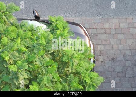 Städtischer Beton Dschungelbaum. Auto unter Smaragd und olivgrünen Baum geparkt. Natur vs von Menschen gemacht Designs. Stockfoto