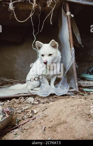 White Guard Welpen durch Eisenkette im Freien gebunden Stockfoto