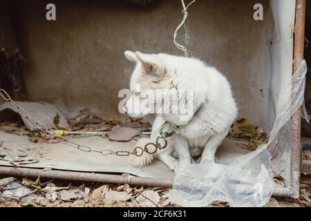 White Guard Welpen durch Eisenkette im Freien gebunden Stockfoto