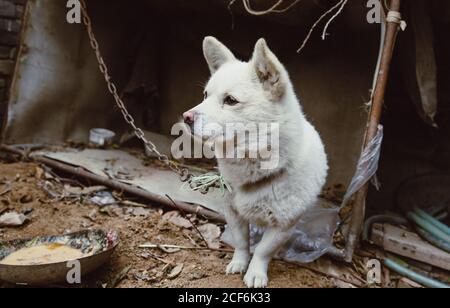 White Guard Welpen durch Eisenkette im Freien gebunden Stockfoto