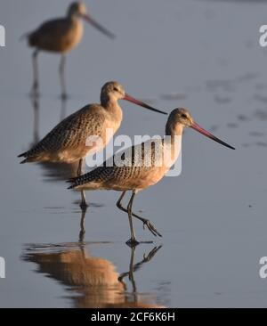 Eine Gruppe marmorter Godits (Limosa fedoa) Reflektiert auf dem nassen Sand am Manresa Beach im Norden Kalifornien Stockfoto