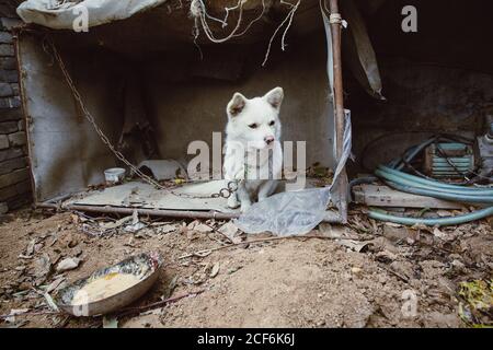 White Guard Welpen durch Eisenkette im Freien gebunden Stockfoto