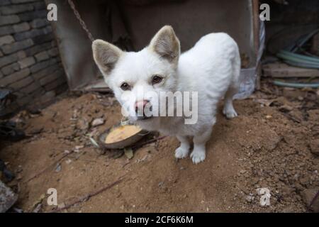 White Guard Welpen durch Eisenkette im Freien gebunden Stockfoto