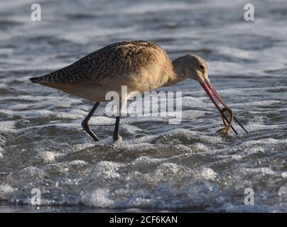 Ein marmorter Gottwitz (Limosa fedoa) Schnappt sich einen Lugworm aus dem Sand am Rand des Wassers Am Manresa State Beach im Norden Kaliforniens Stockfoto