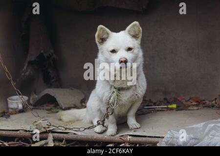 White Guard Welpen durch Eisenkette im Freien gebunden Stockfoto