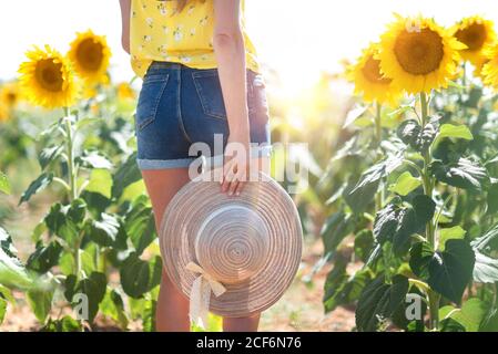 Crop von hinten Frau in Shorts mit Strohhut Spaziergang entlang bunten gelben Sonnenblumen am Sommertag Stockfoto