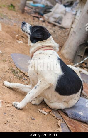 Schwarz-weiß chinesischer Gartenhund, Zwinger Stockfoto