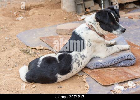 Schwarz-weiß chinesischer Gartenhund, Zwinger Stockfoto