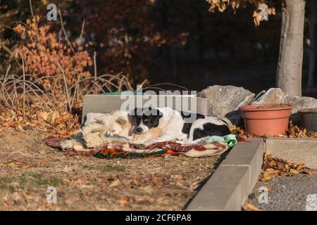 Zwei streunende Hunde liegen im Winter im Freien zusammen Stockfoto