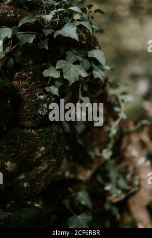 Moosiger Baum mit grünen Efeu-Blättern auf verschwommenem Hintergrund Stockfoto