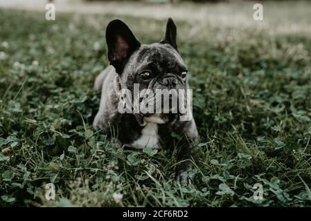 Große französische Bulldogge mit grauen Flecken sitzen auf Gras suchen Bei der Kamera Stockfoto