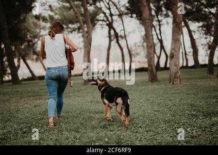 Nette deutsche Schäferhund zu Fuß auf grünen Park mit Besitzer Stockfoto