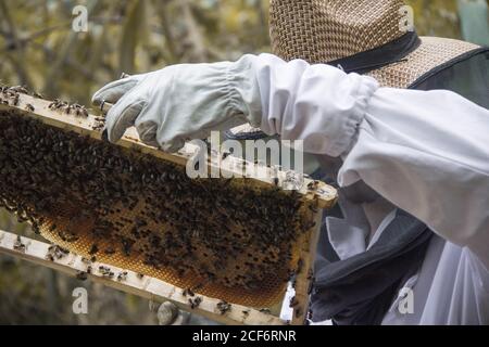 Anonymer Imker in schützenden weißen Kostümhandschuhen und Weidenhut Halten Rahmen von Wabe mit vielen Bienen und Honig, während Arbeiten auf Bienenfarm Stockfoto