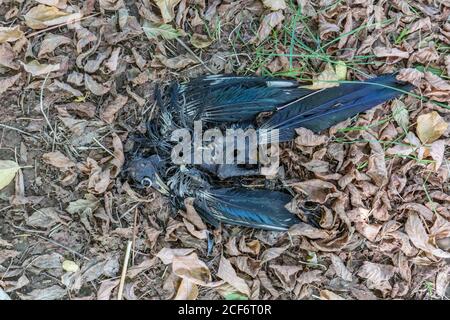 Tote verfaulende Vogelelster unter gefallenen Blättern im Freien Stockfoto