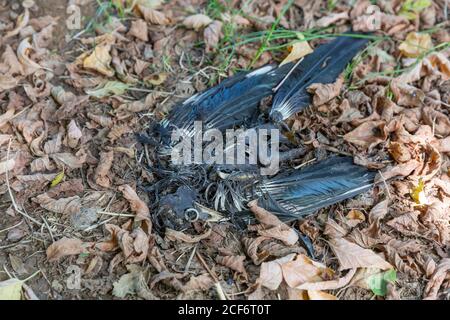 Tote verfaulende Vogelelster unter gefallenen Blättern im Freien Stockfoto
