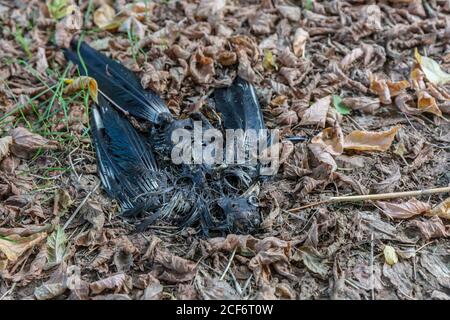 Tote verfaulende Vogelelster unter gefallenen Blättern im Freien Stockfoto