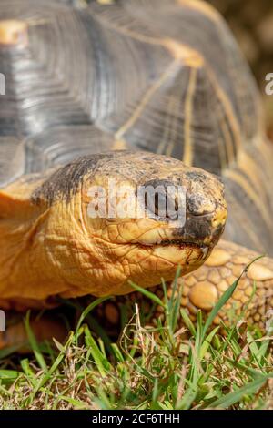 Radiated Tortoise (Astrochelys radiata). Kopfprofil in Nahaufnahme. Gesichts- und Gesichtszüge, Augenkontakt. Hochformat. Herbivore. Vegetarisch. Terrestrisch Stockfoto