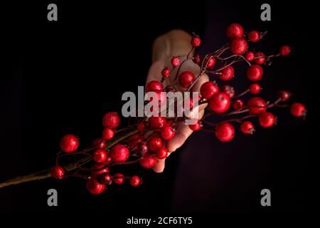 Von oben anonyme Person zeigt handgemachten Zweig mit roten Beeren Am Weihnachtstag vor schwarzem Hintergrund Stockfoto