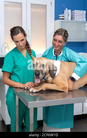 Weibliche Tierarzt Untersuchung Hund Patient Stockfoto