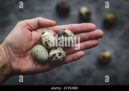 Frische Wachteleier in den Händen der Frau auf grauem Hintergrund aus Oben.flache Lage.Draufsicht Stockfoto
