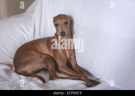 Freundlicher kleiner italienischer Windhundhund, der auf dem Sofa liegt Stockfoto