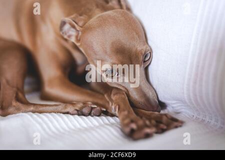 Freundlicher kleiner italienischer Windhundhund, der auf dem Sofa liegt Stockfoto