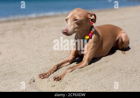 Kleiner italienischer Windhundhund am Strand. Sonnig. Stockfoto