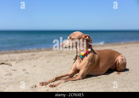 Kleiner italienischer Windhundhund am Strand. Sonnig. Stockfoto