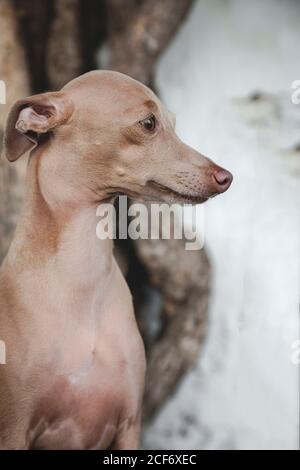 Beunruhigender Hund, der auf verwittertem, bemaltem Holzfußboden sitzt und blickt Stockfoto