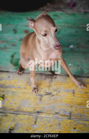 Von oben besorgt Hund sitzen und Blick auf verwitterte Holz Lackierter Fußboden Stockfoto