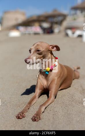Kleiner italienischer Windhundhund am Strand. Sonnig. Stockfoto