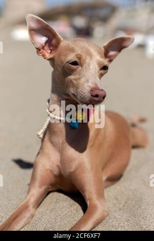 Kleiner italienischer Windhundhund am Strand. Sonnig. Stockfoto