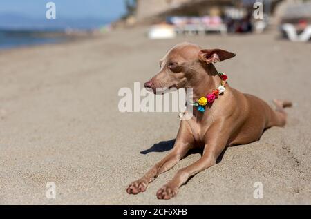 Kleiner italienischer Windhundhund am Strand. Sonnig. Stockfoto