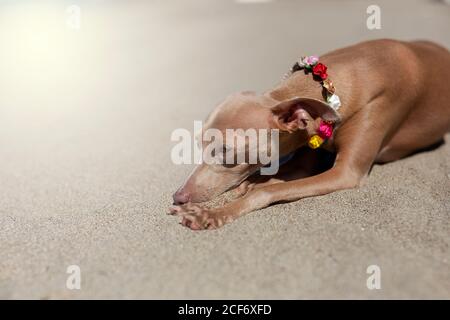 Kleiner italienischer Windhundhund am Strand. Sonnig. Stockfoto
