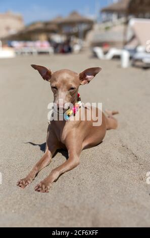Kleiner italienischer Windhundhund am Strand. Sonnig. Stockfoto