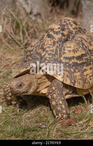 Leopardschildkröte (Stigmochelys pardalis). Morgentemperatur mit steigender Temperatur ermöglicht, kaltblütig, ektotherm Testudin, Reptilienaktivität. Stockfoto