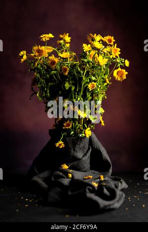 Bouquet von frischen Frühling gelben Gänseblümchen Blumen auf dunklem Hintergrund Im Studio Stockfoto