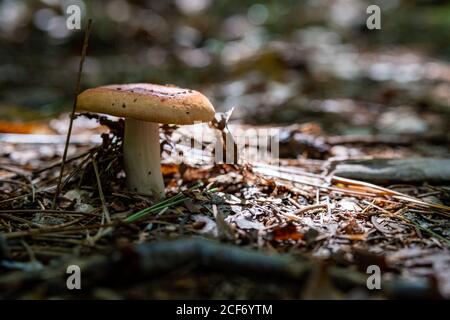 Ein brauner und weißer Pilz wächst auf dem Waldboden, aus Schmutz bedeckt mit abgefallenen Blättern und Kiefernnadeln. Stockfoto