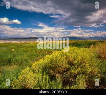 Rabbitbrush, Ericameria nauseosa, Mono Lake, Mono Basin National Forest Scenic Area, Inyo National Forest, östlichen Sierra, Kalifornien Stockfoto