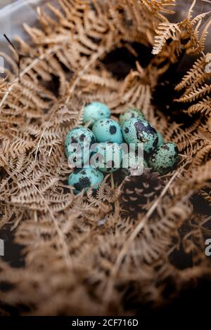 Blaue Eier in einem trockenen Farnnest und Pinienzapfen Stockfoto