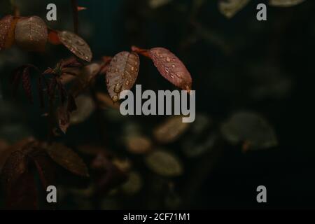 Oben tropft das saubere Wasser auf die grünen Blätter der Pflanze Im Garten Stockfoto