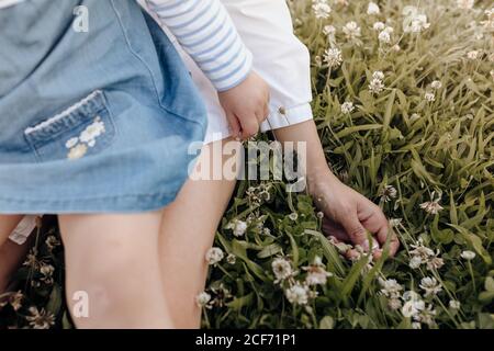 Von oben anonyme Frau und Mädchen sitzen auf grünem Rasen mit weißen Blumen, während sie Zeit im Park zusammen verbringen Stockfoto