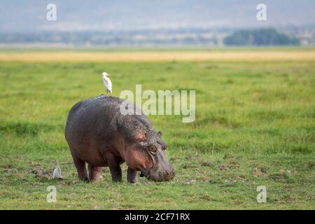 Ausgewachsenes Nilpferd, das Gras in weiten, offenen Ebenen von Amboseli frisst Nationalpark in Kenia Stockfoto