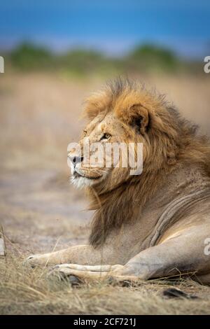 Erwachsener männlicher Löwe, der sich im trockenen Gras niederlegt und wachsam aussieht Mit blauem Himmel im Hintergrund in Masai Mara in Kenia Stockfoto