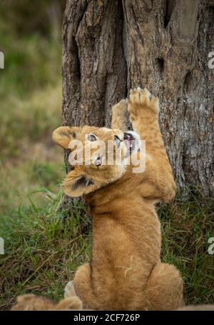 Niedliche Löwenjungen Stretching mit seinen Pfoten hoch ein In der Nähe Baum in Masai Mara in Kenia Stockfoto