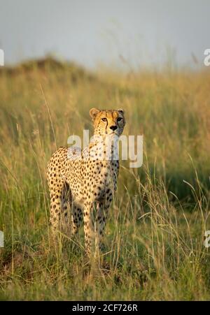 Schöner Gepard mit bernsteinfarbenen Augen, die wach in Masai Mara stehen In Kenia Stockfoto