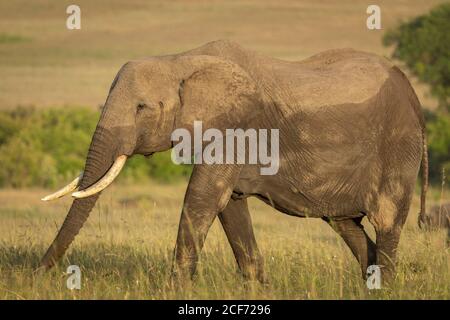 Elefantenweibchen, die in grasbewachsenen Ebenen von Masai Mara in Gelbes Sonnenlicht in Kenia Stockfoto