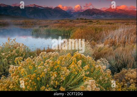 First Light, Feuchtgebiete, Mono Basin National Forest Scenic Area, Inyo National Forest, Eastern Sierra, Kalifornien Stockfoto